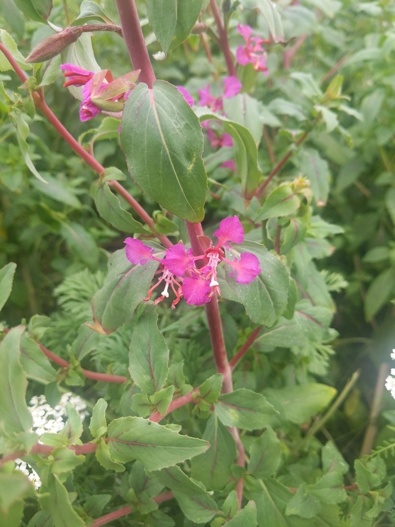 Elegant Clarkia photo 7