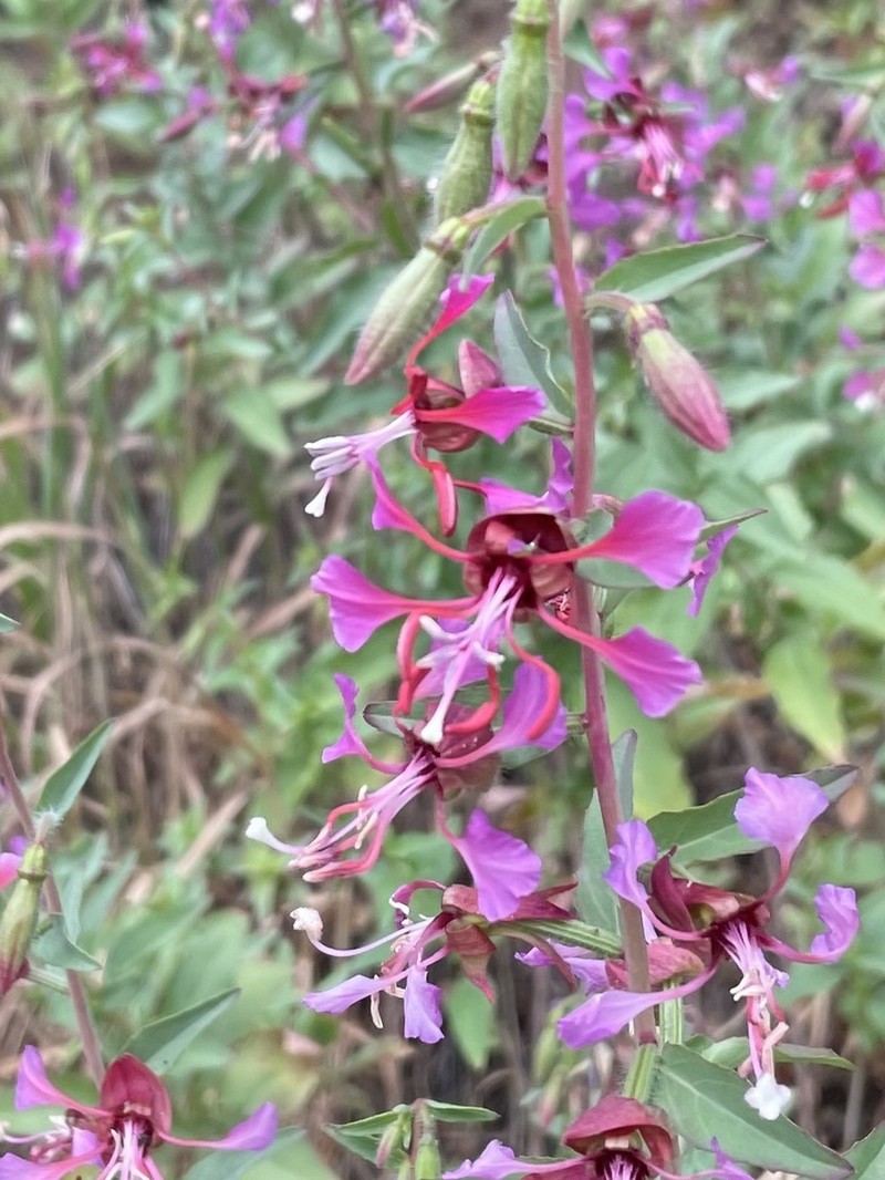 Elegant Clarkia photo 8