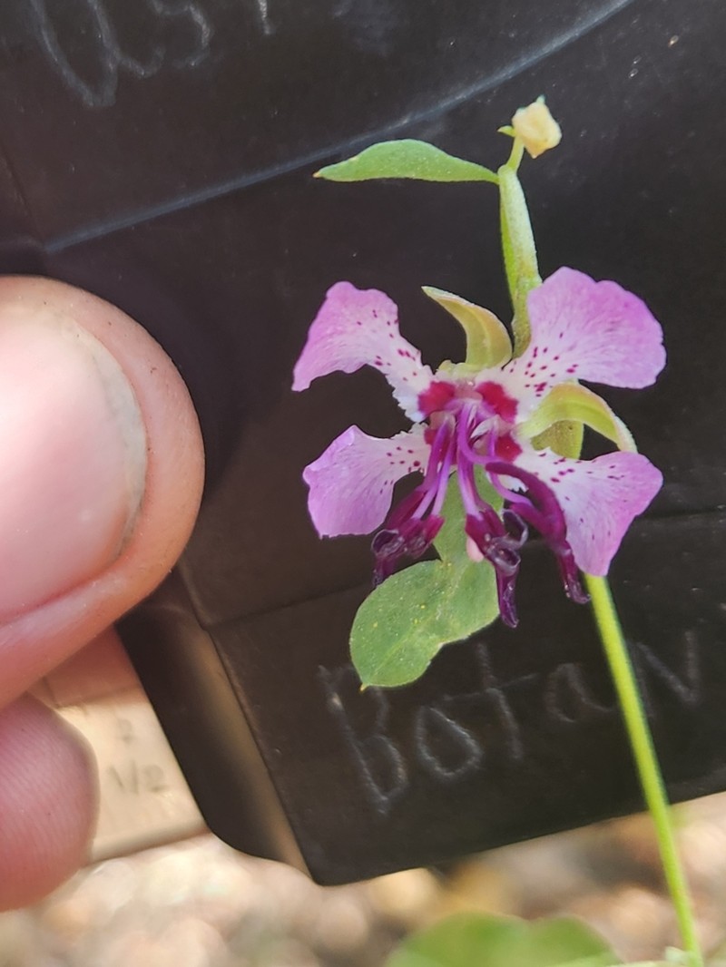 Sierra Clarkia