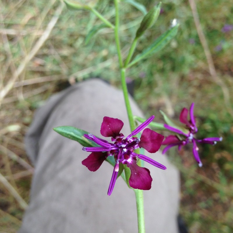 Sierra Clarkia photo 2