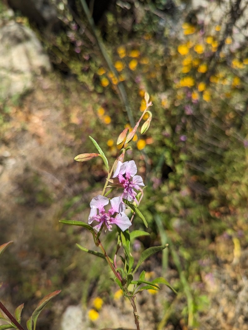 Sierra Clarkia photo 3