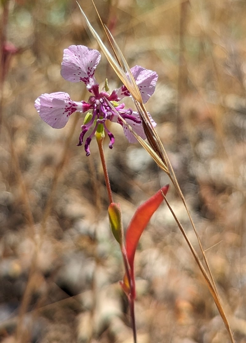 Sierra Clarkia photo 4