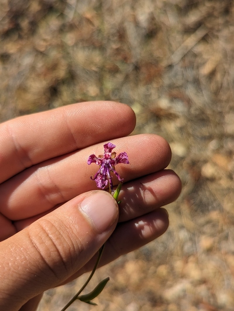 Sierra Clarkia photo 5