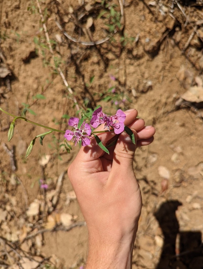 Sierra Clarkia photo 6