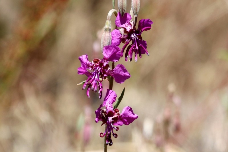 Sierra Clarkia photo 7