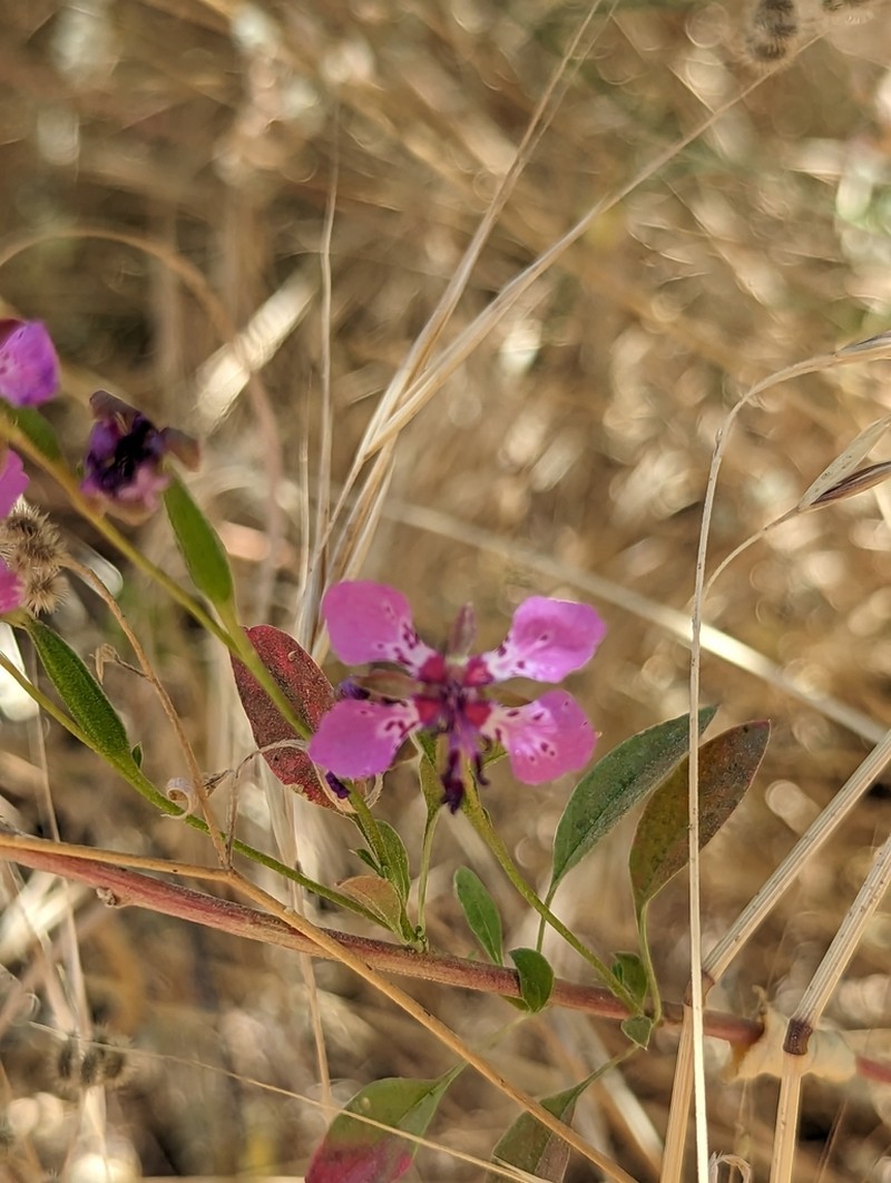 Sierra Clarkia photo 8