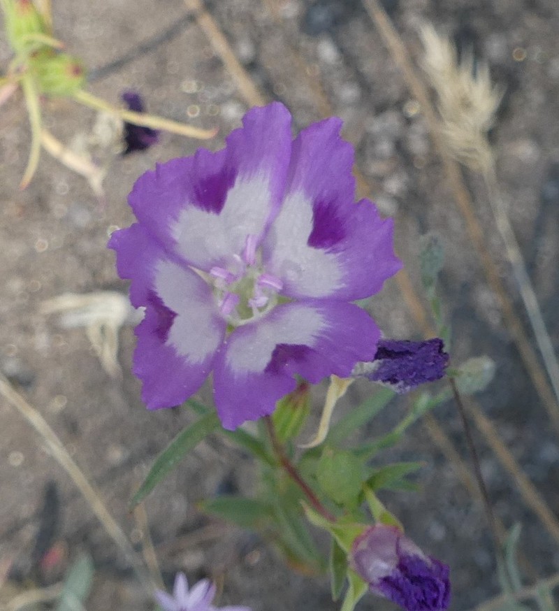 Fort Miller Clarkia photo 7