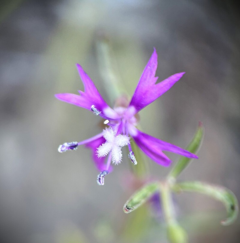 Gunsight Clarkia