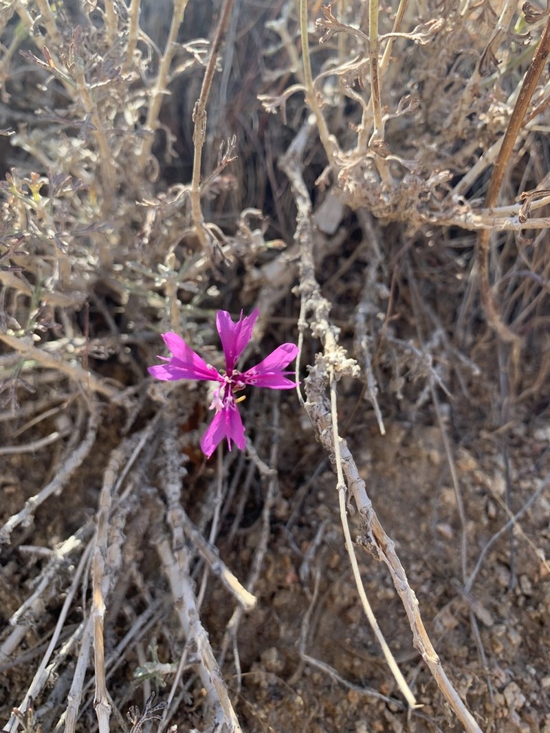 Gunsight Clarkia photo 2