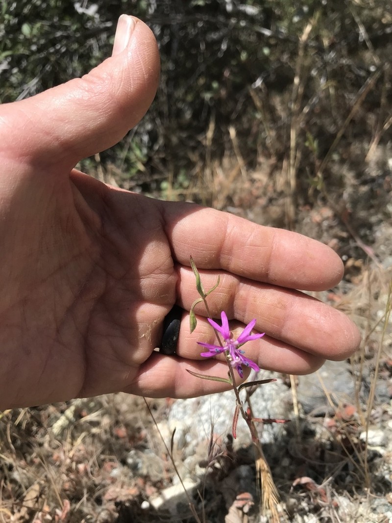 Gunsight Clarkia photo 3