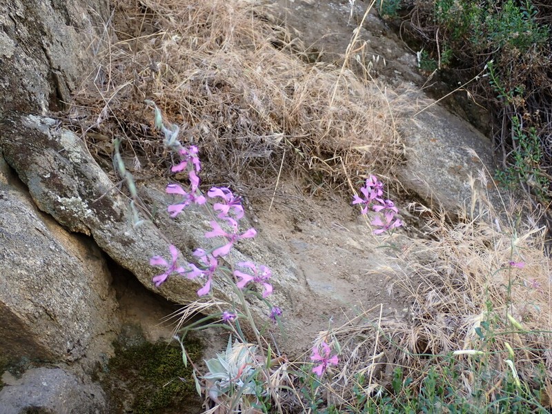 Gunsight Clarkia photo 4