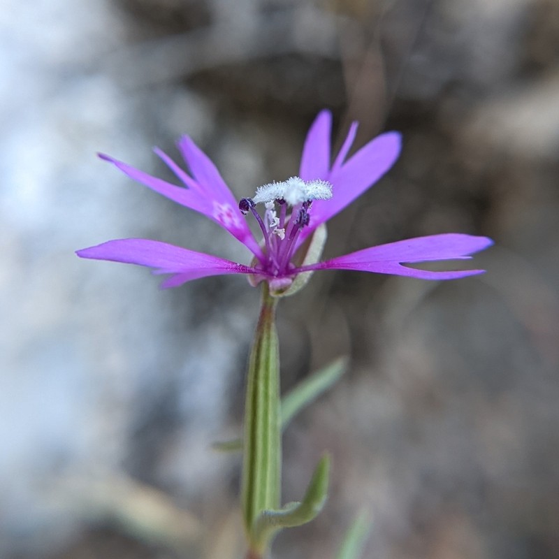 Gunsight Clarkia photo 5