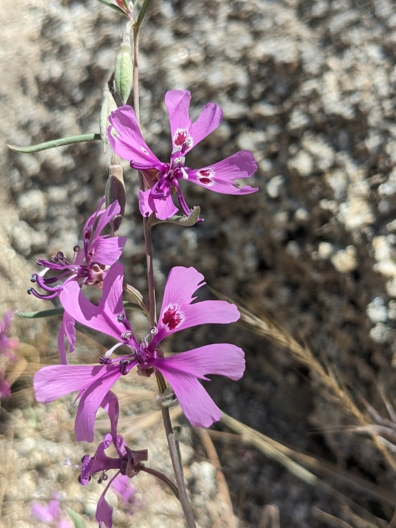 Gunsight Clarkia photo 6