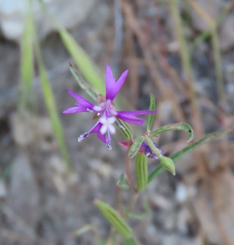 Gunsight Clarkia photo 7