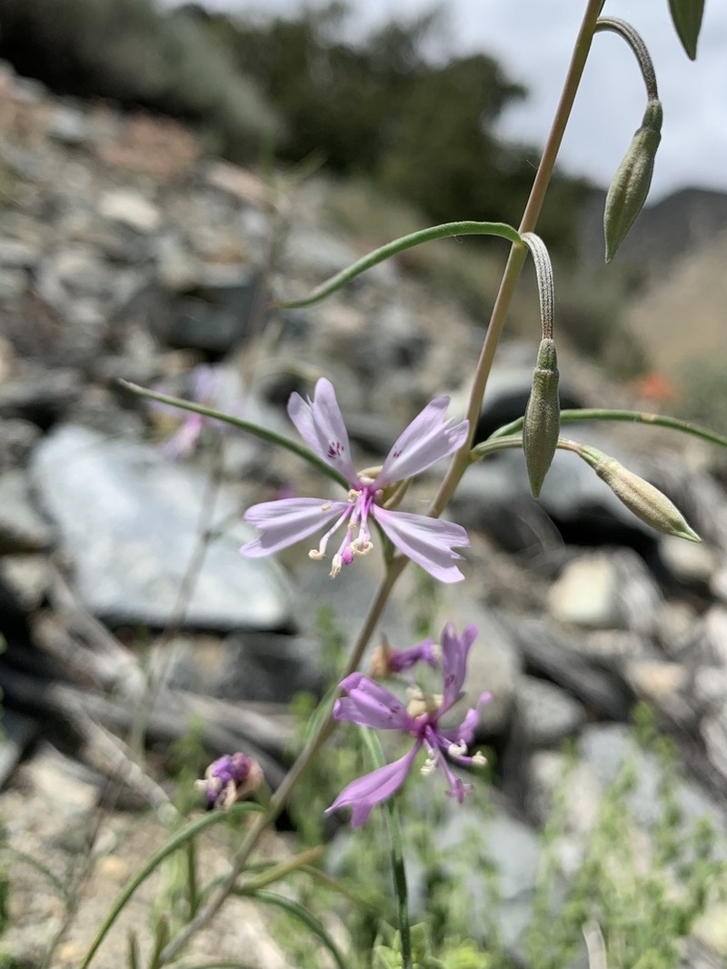 Gunsight Clarkia photo 8