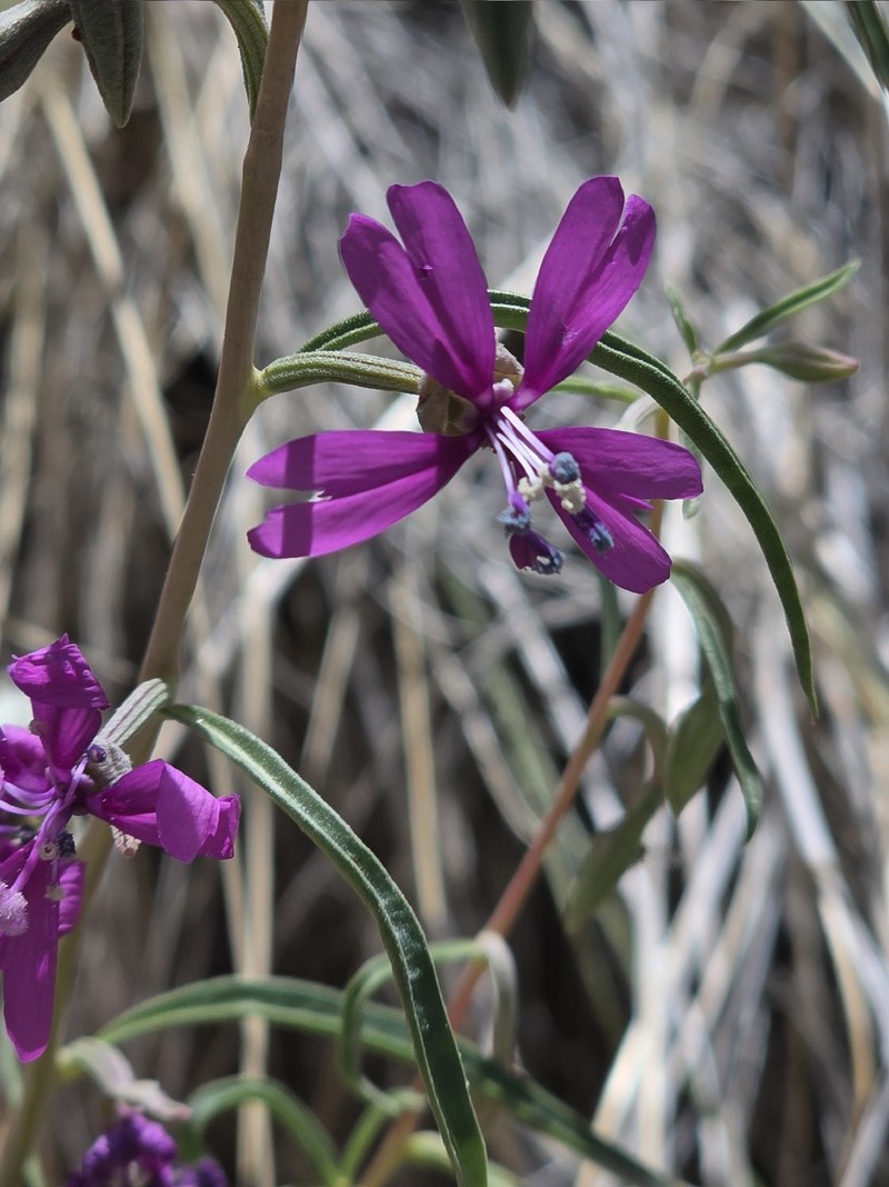 Clarkia xantiana subsp. parviflora