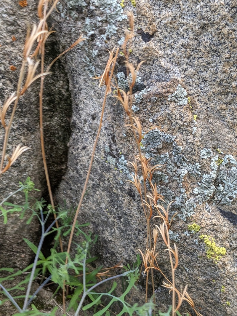 Clarkia xantiana subsp. parviflora photo 2