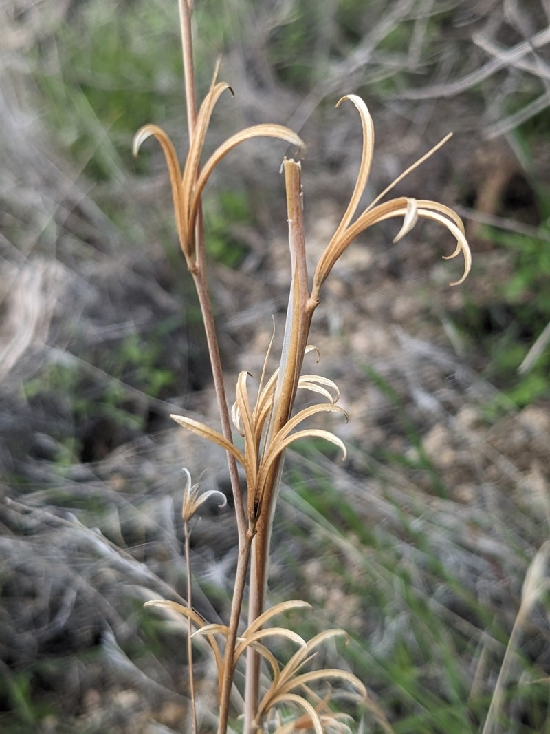 Clarkia xantiana subsp. parviflora photo 3