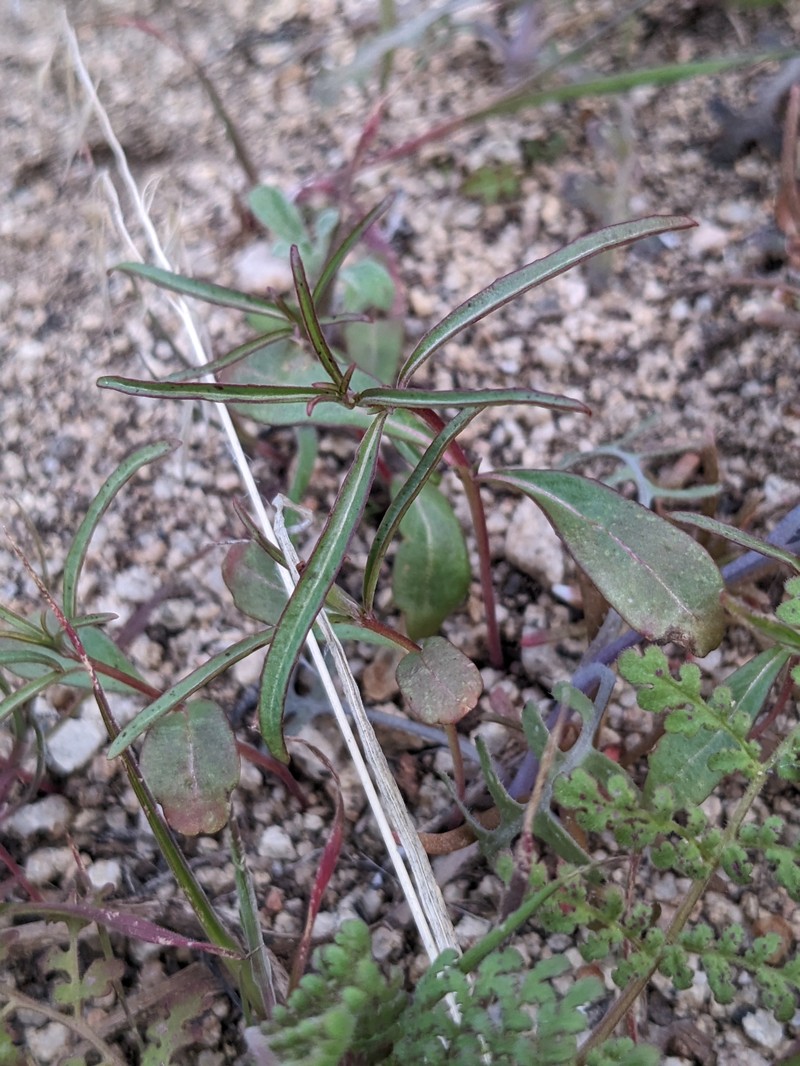 Clarkia xantiana subsp. parviflora photo 4