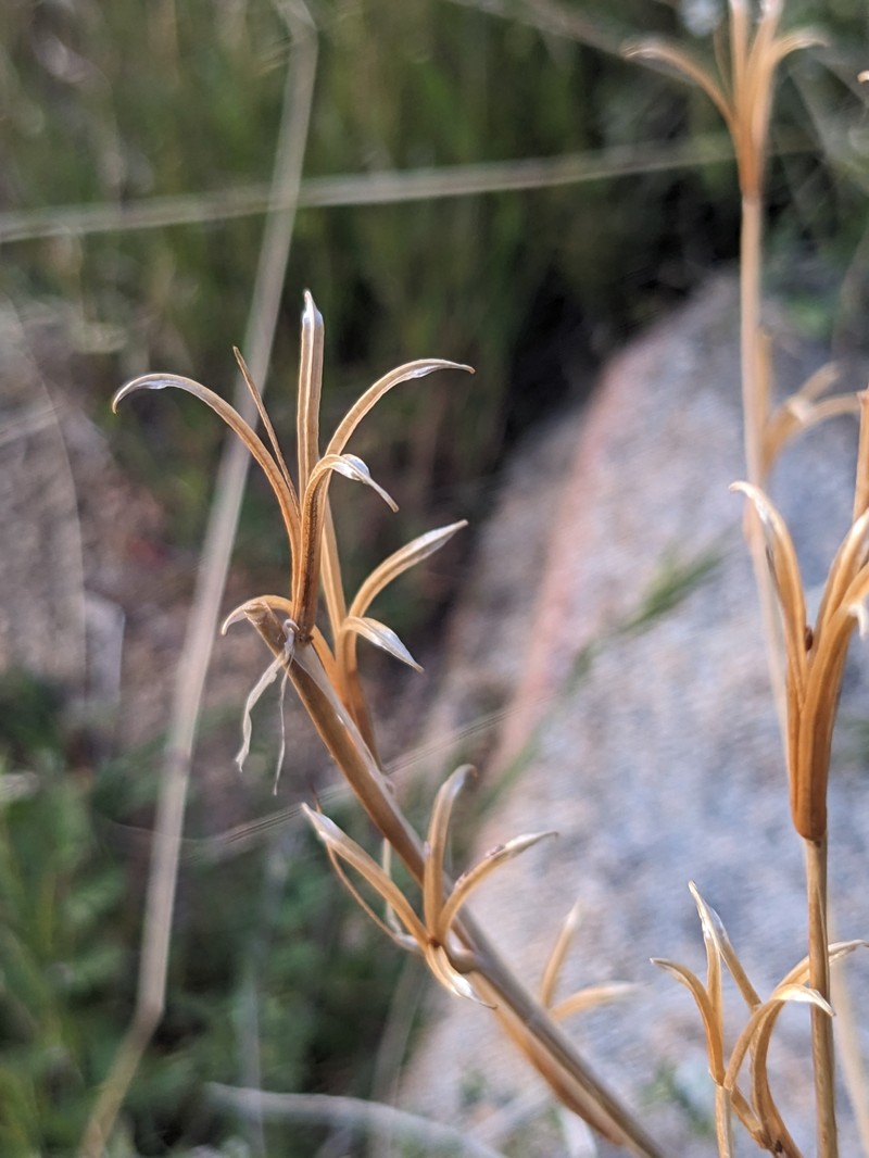 Clarkia xantiana subsp. parviflora photo 5