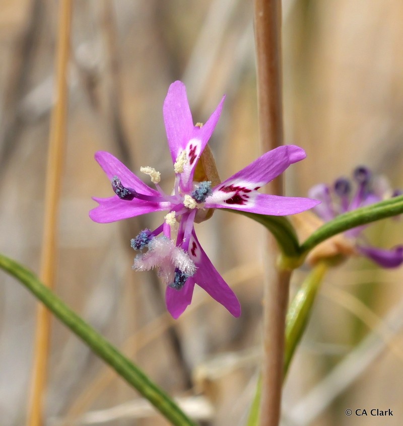 Clarkia xantiana subsp. parviflora photo 6