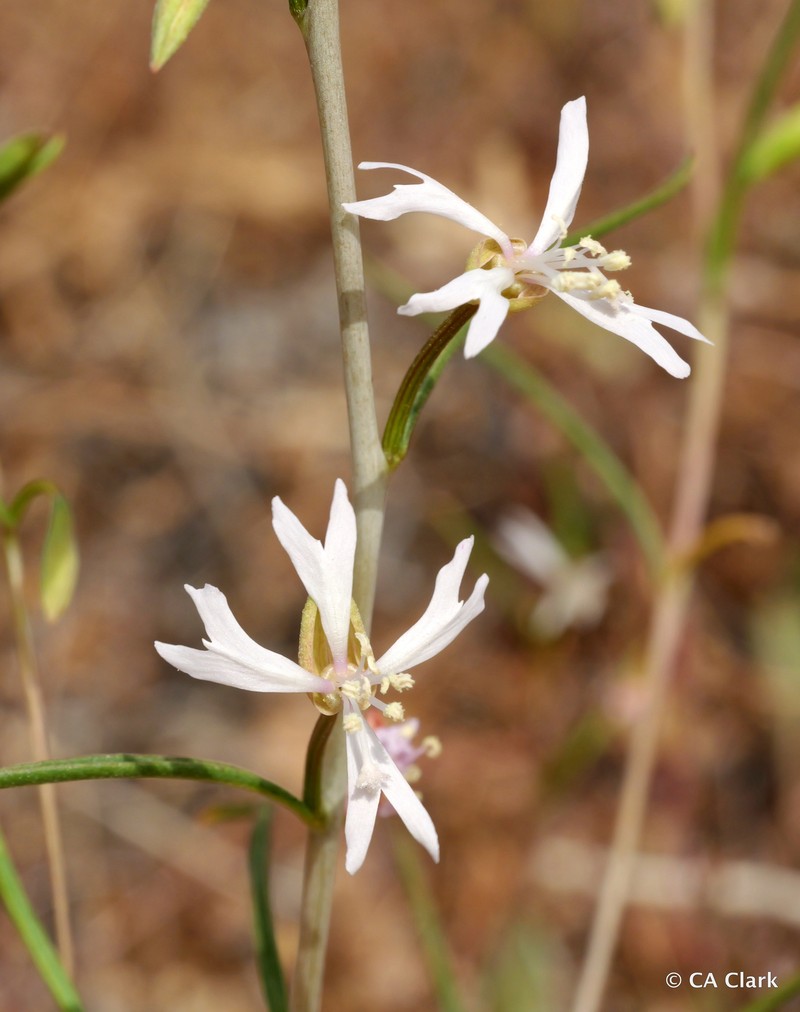Clarkia xantiana subsp. parviflora photo 7