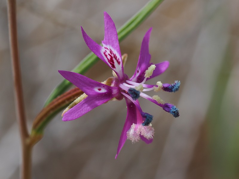Clarkia xantiana subsp. parviflora photo 8