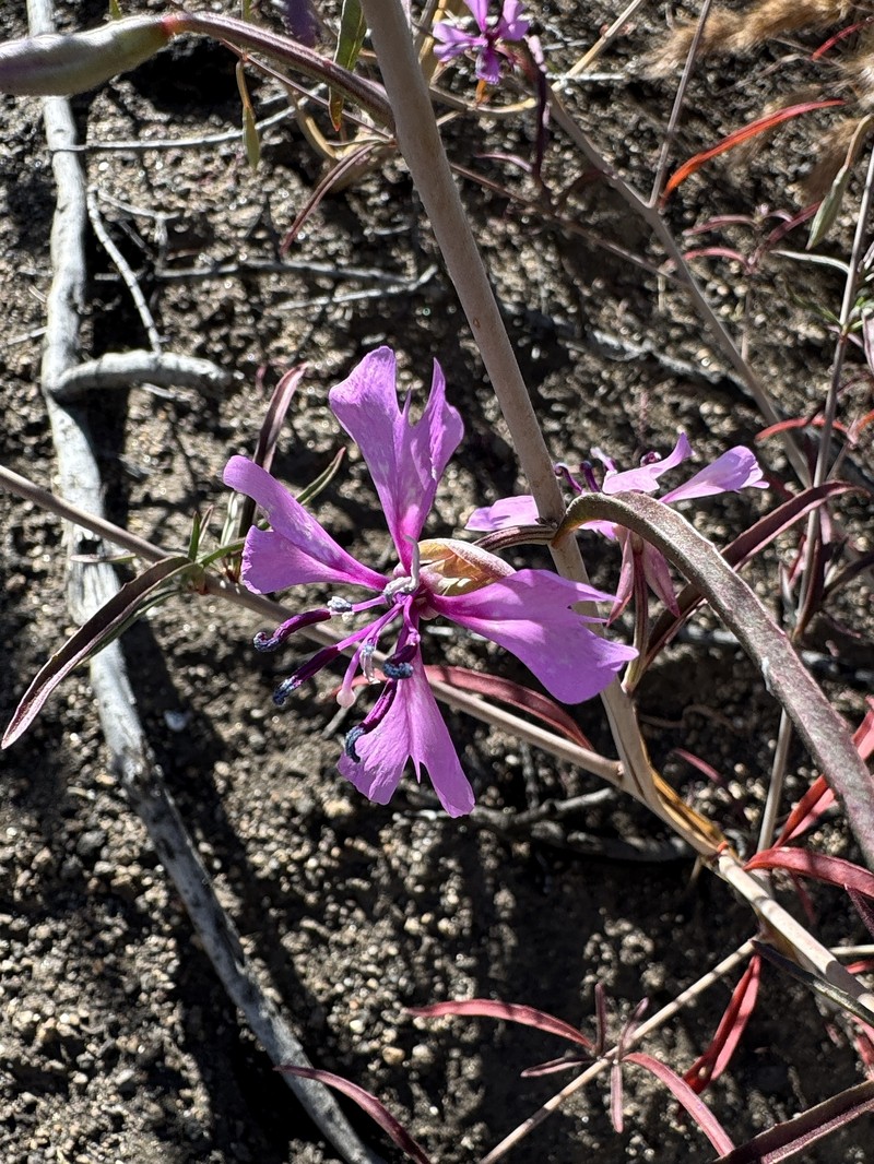 Clarkia xantiana subsp. xantiana