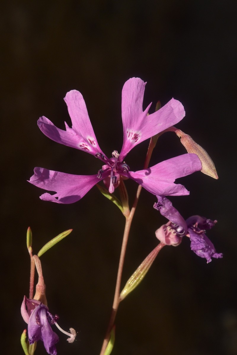 Clarkia xantiana subsp. xantiana photo 2