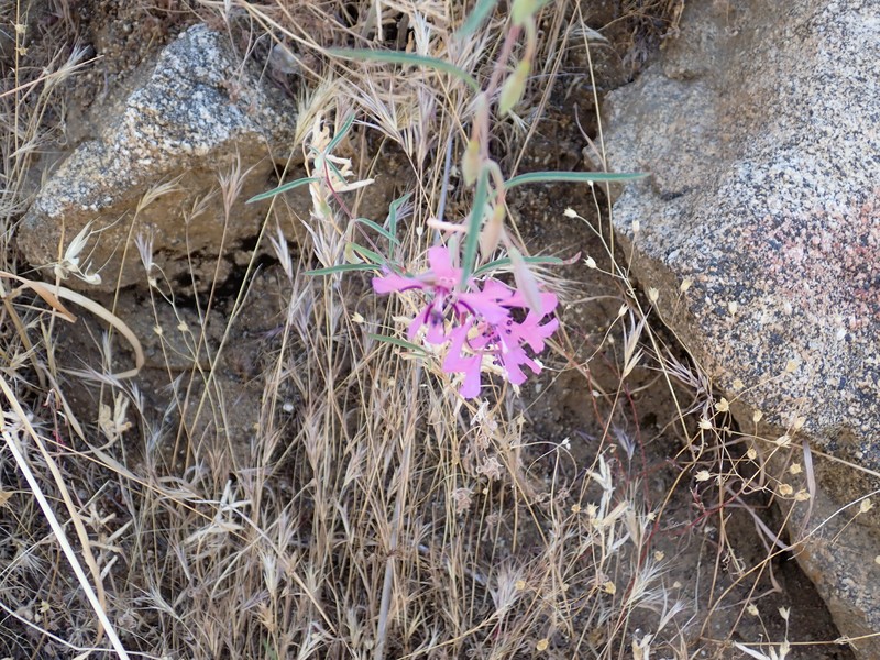 Clarkia xantiana subsp. xantiana photo 3