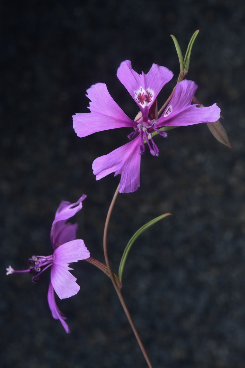 Clarkia xantiana subsp. xantiana photo 4