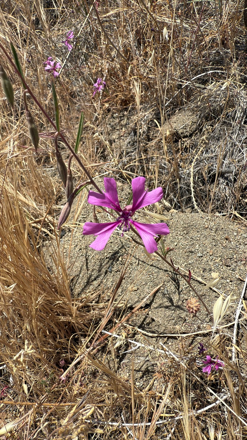 Clarkia xantiana subsp. xantiana photo 5