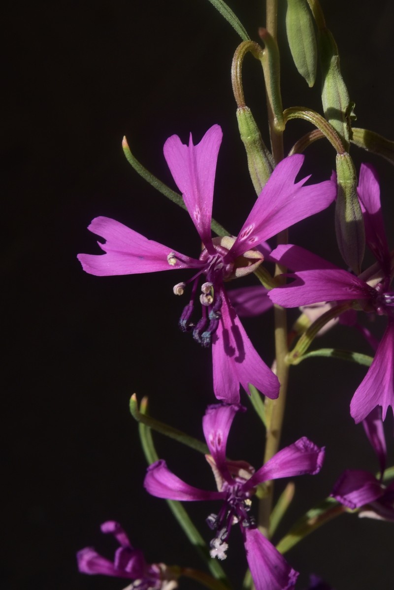 Clarkia xantiana subsp. xantiana photo 6