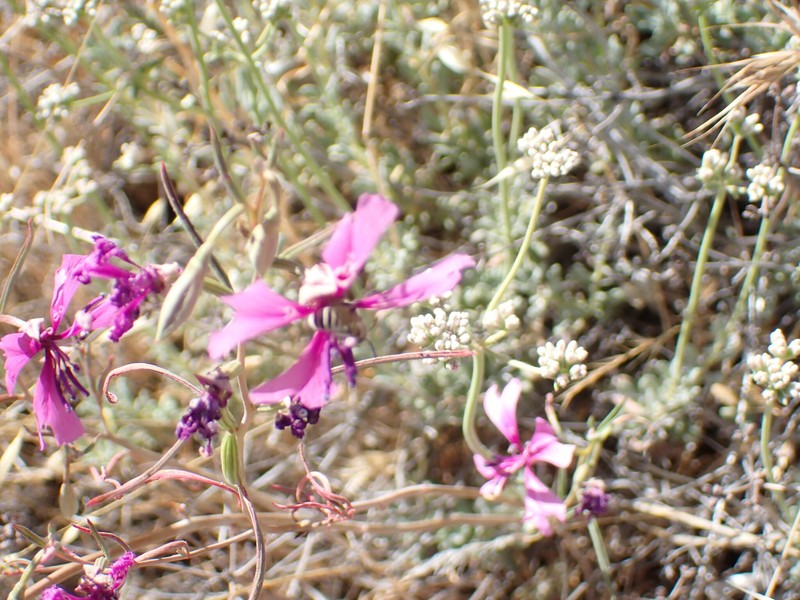 Clarkia xantiana subsp. xantiana photo 7