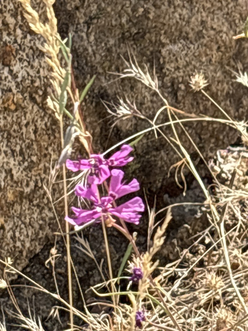 Clarkia xantiana subsp. xantiana photo 8