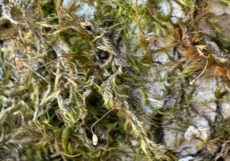 Clasmatodon Moss