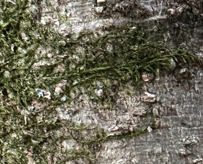 Clasmatodon Moss photo 3