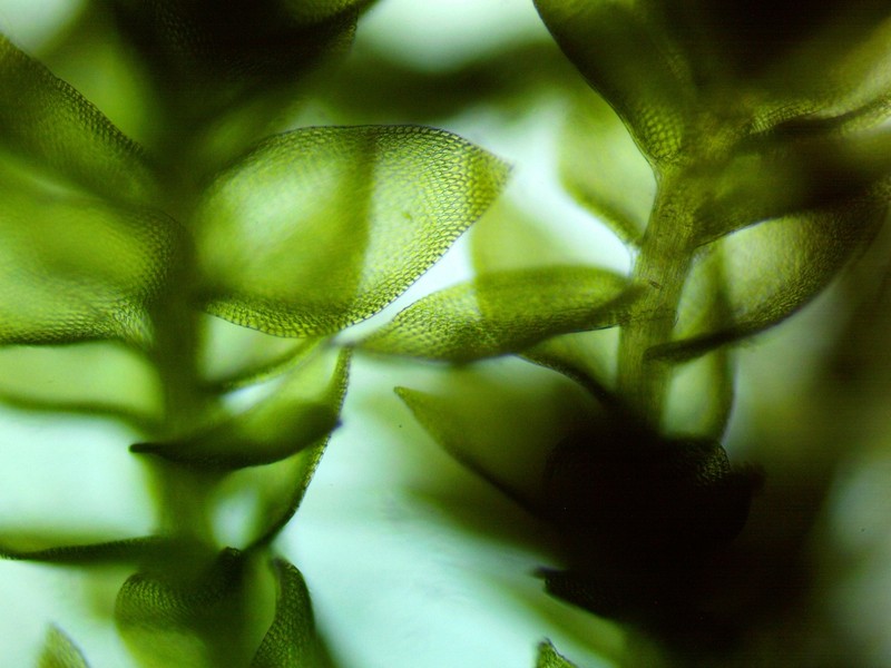 Clasmatodon Moss photo 4
