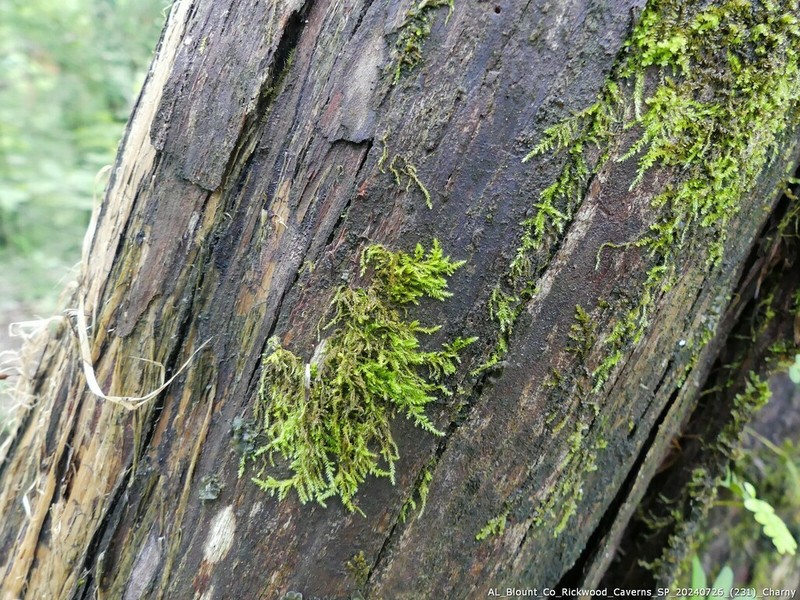 Clasmatodon Moss photo 5