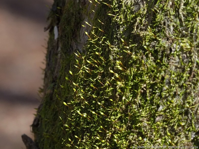 Clasmatodon Moss photo 6