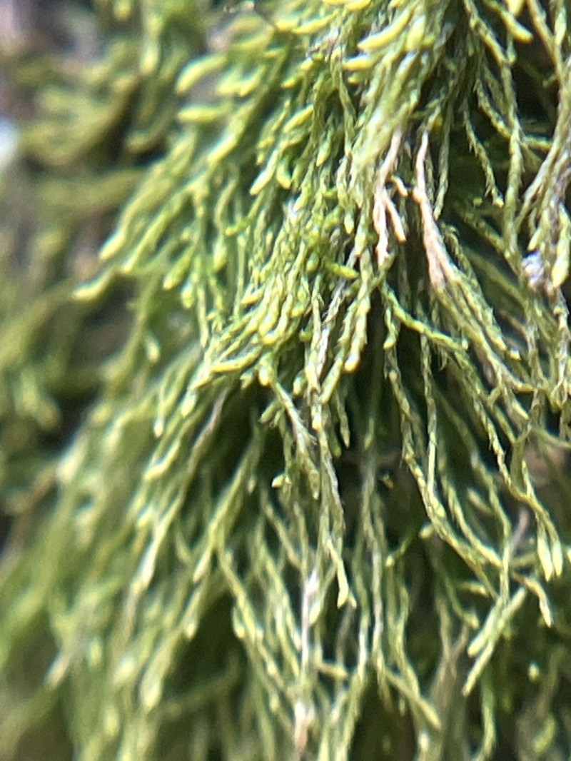 Clasmatodon Moss photo 8