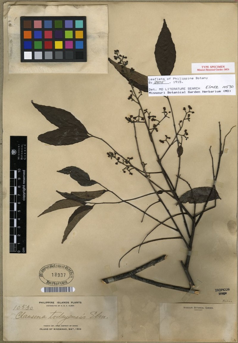 Clausena anisum-olens subsp. anisum-olens