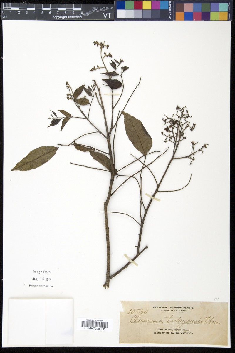 Clausena anisum-olens subsp. anisum-olens photo 2