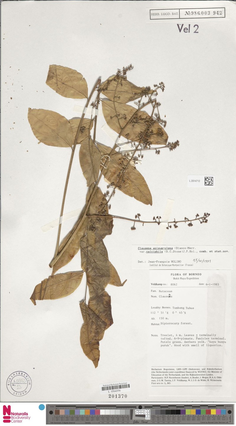 Clausena anisum-olens subsp. calciphila