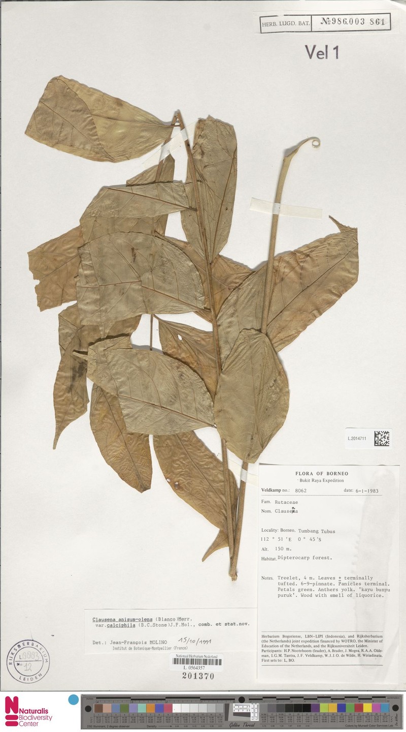 Clausena anisum-olens subsp. calciphila photo 2