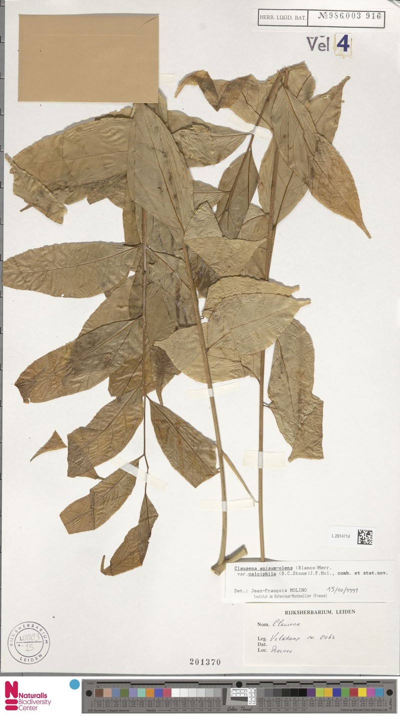 Clausena anisum-olens subsp. calciphila photo 3