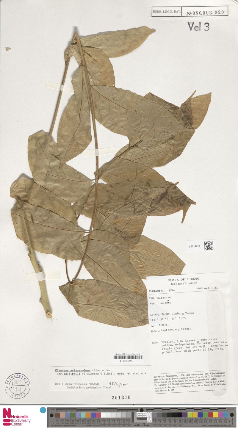 Clausena anisum-olens subsp. calciphila photo 4