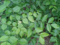 Dentate Clausena