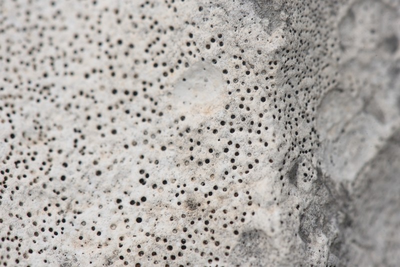 Immersed Clauzadea Lichen