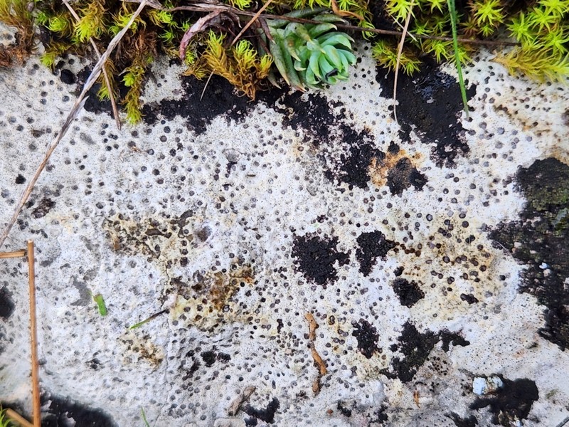 Immersed Clauzadea Lichen photo 2